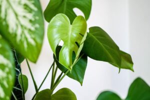 7 metrics alle saas-bloggere bør spore for maksimal vækst