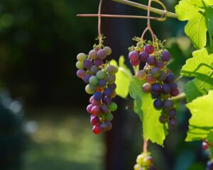 Fra margeritter til druevin: En opdateret guide til dyrkning af dansk vin